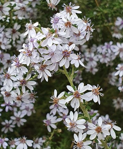 Olearia ramulosa, photographed by ronavery