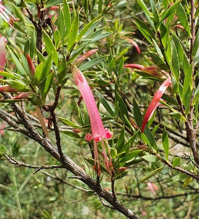 Styphelia triflora, photographed by ronavery
