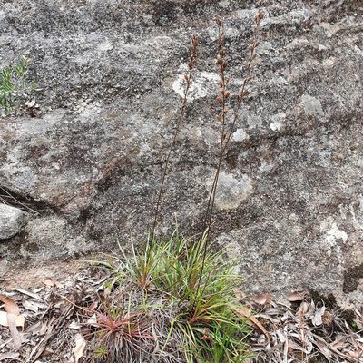 Stylidium productum, photographed by ronavery
