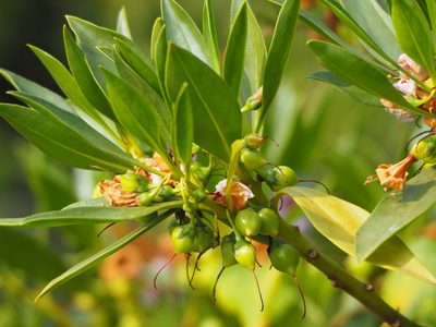 Myoporum bontioides, photographed by 葉子