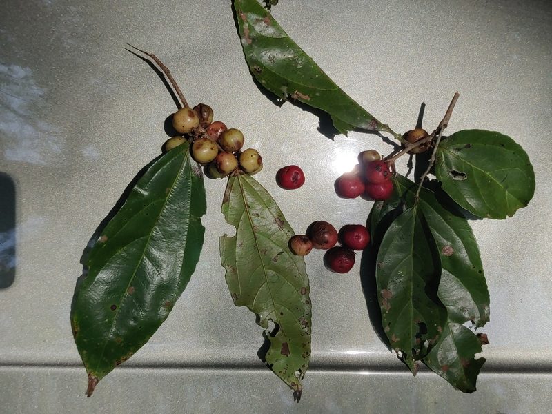 Flacourtia montana, photographed by T R Shankar Raman
