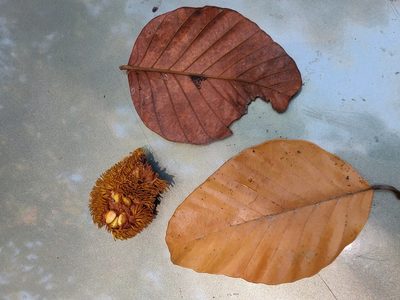 Artocarpus hirsutus, photographed by T R Shankar Raman