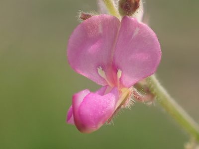 Desmodium scorpiurus, photographed by 葉子