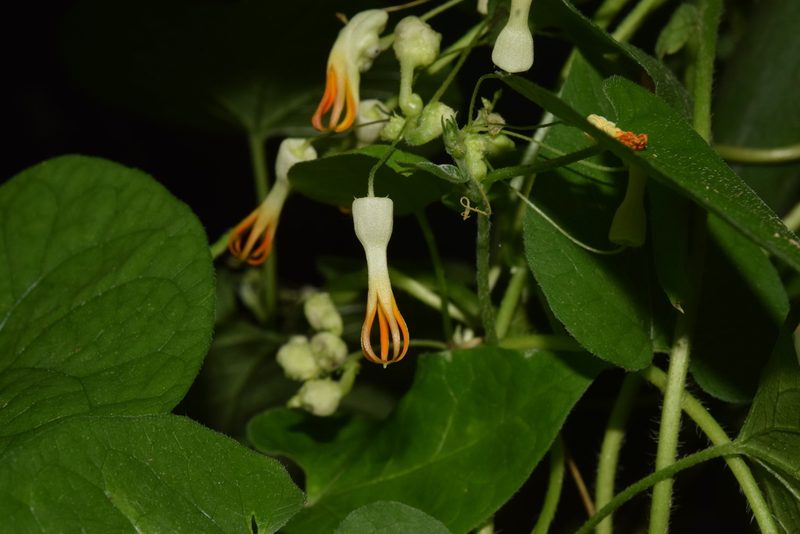 Riocreuxia torulosa, photographed by Sunčana Bradley