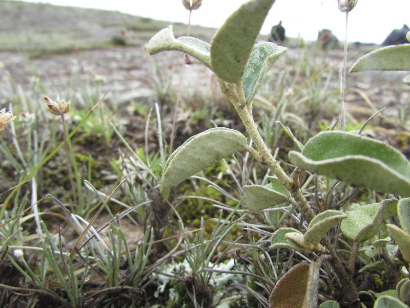 Croton ehrenbergii, photographed by Carlos Martorell