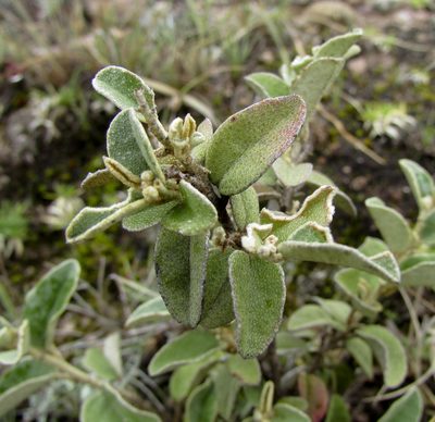 Croton ehrenbergii, photographed by Carlos Martorell