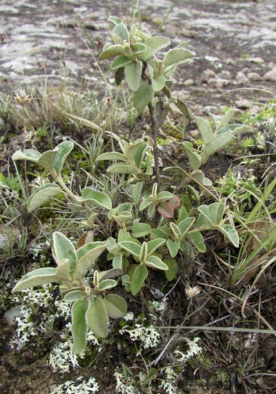 Croton ehrenbergii, photographed by Carlos Martorell