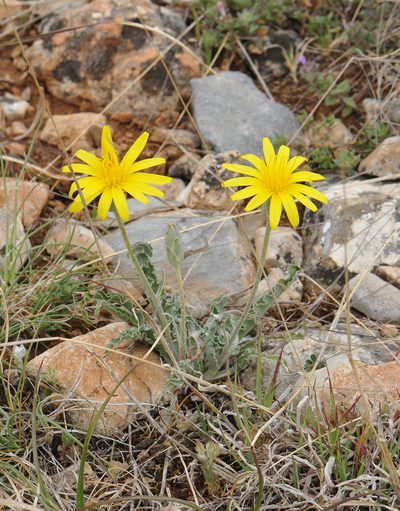 Pseudopodospermum molle, photographed by Todd Boland