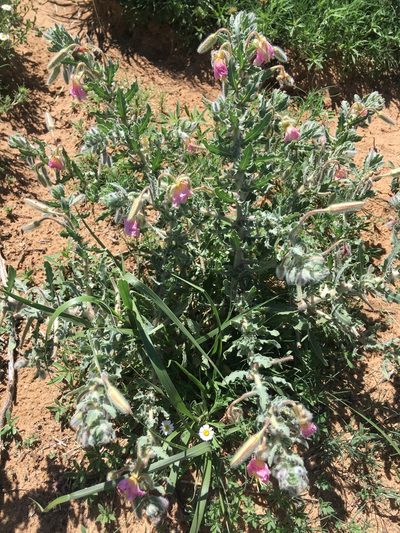 Oenothera engelmannii, photographed by Emily Geest