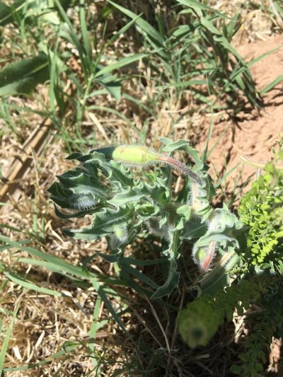 Oenothera engelmannii, photographed by Emily Geest