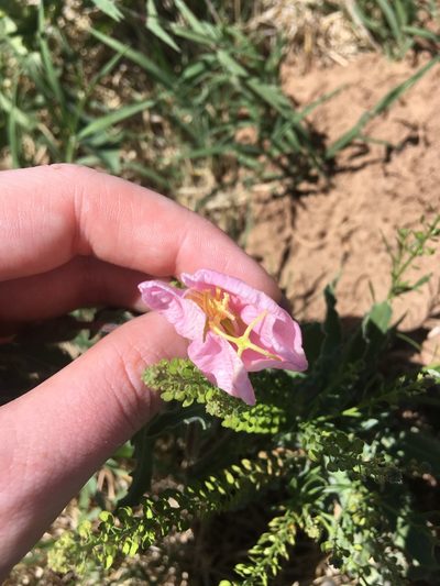 Oenothera engelmannii, photographed by Emily Geest