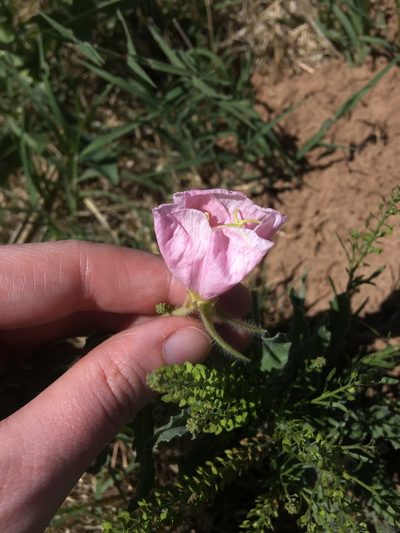 Oenothera engelmannii, photographed by Emily Geest