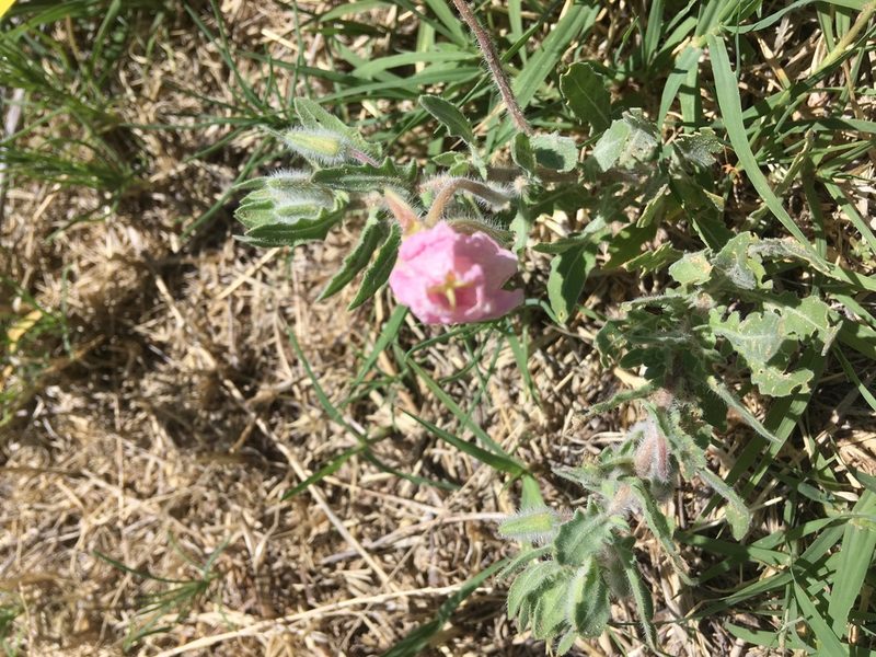 Oenothera engelmannii, photographed by Emily Geest