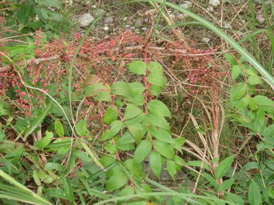 Coriaria intermedia, photographed by chiuluan