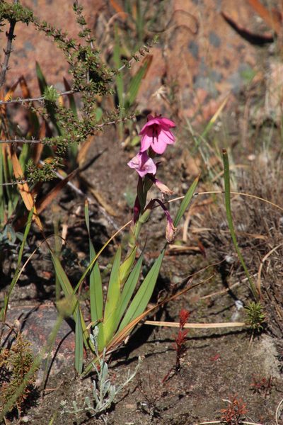 Watsonia strictiflora, photographed by Tony Rebelo