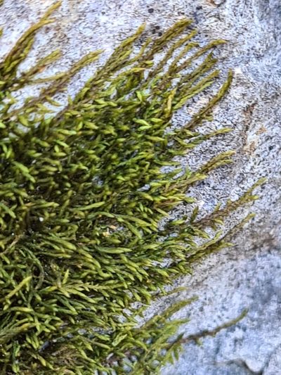 Lescuraea incurvata, photographed by Jacek Pietruszewski