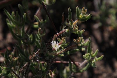 Drosanthemum calycinum, photographed by Tony Rebelo