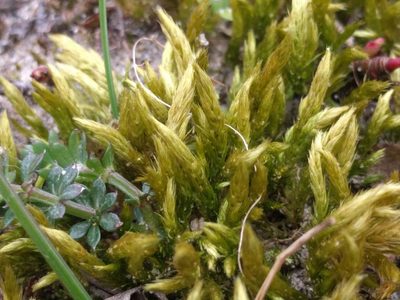 Homalothecium lutescens, photographed by Michel Langeveld