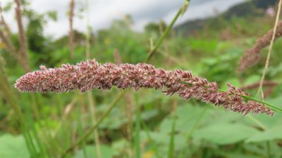 Eragrostis ciliaris, photographed by chiuluan