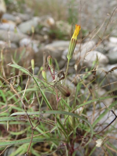 Ixeris tamagawaensis, photographed by chiuluan