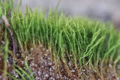 Flexitrichum flexicaule, photographed by Michel Langeveld