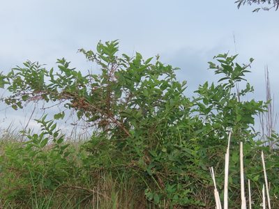 Coriaria intermedia, photographed by chiuluan