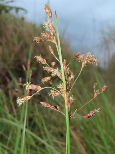 Fimbristylis subinclinata, photographed by chiuluan