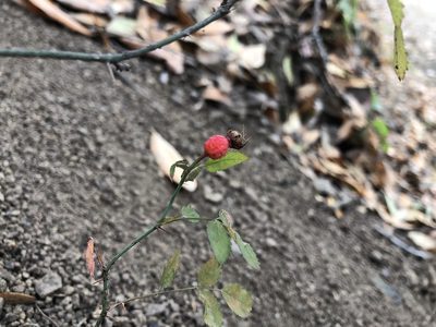 Rosa spithamea, photographed by Dee Shea Himes