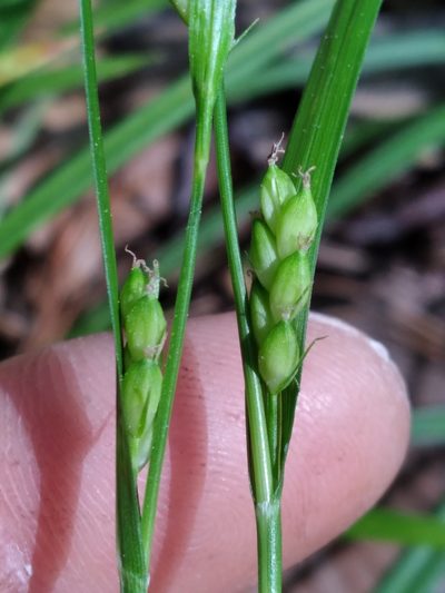 Carex paeninsulae, photographed by Scott Ward