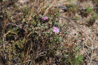 Lampranthus emarginatoides, photographed by Tony Rebelo