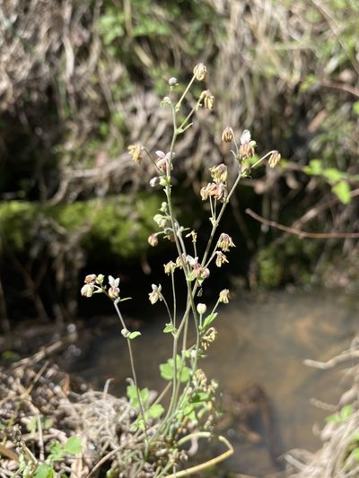 Thalictrum texanum, photographed by Matt Berger