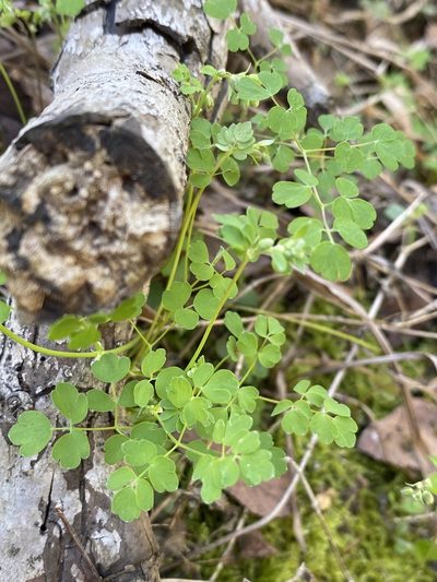 Thalictrum texanum, photographed by Matt Berger