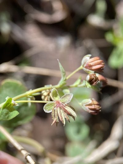 Thalictrum texanum, photographed by Matt Berger