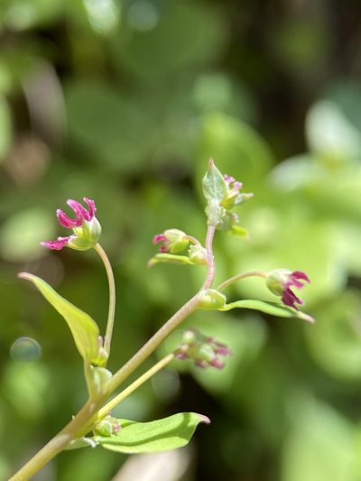 Thalictrum texanum, photographed by Matt Berger