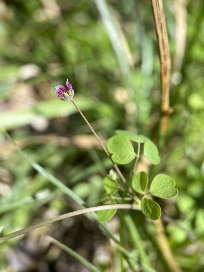 Thalictrum texanum, photographed by Matt Berger