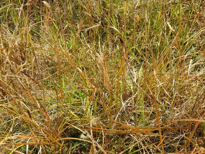 Carex dallii, photographed by Santiago Martín-Bravo