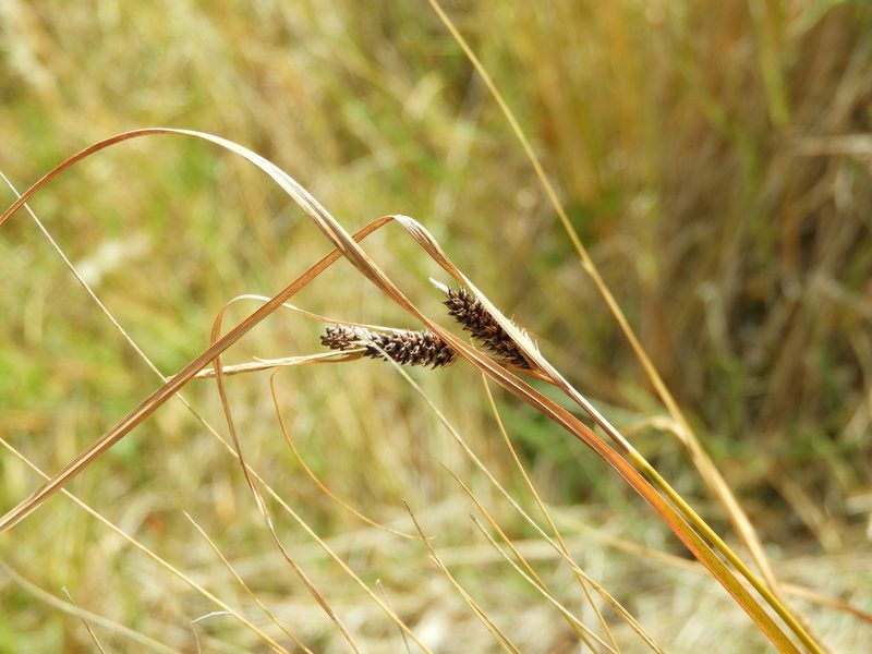 Carex dallii, photographed by Santiago Martín-Bravo
