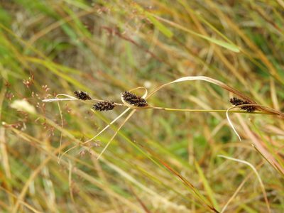 Carex dallii, photographed by Santiago Martín-Bravo