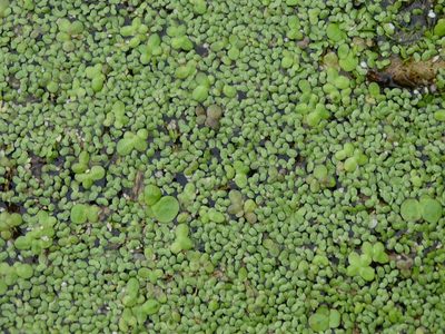 Lemna minuta, photographed by Grzegorz Grzejszczak
