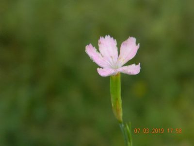 Dianthus pallidiflorus, photographed by Galyna Mykytynets