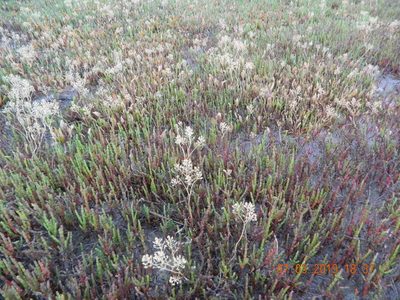 Lepidium cartilagineum, photographed by Galyna Mykytynets