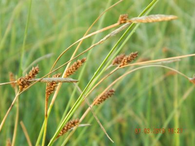 Carex distans, photographed by Galyna Mykytynets