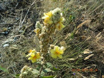 Verbascum ovalifolium, photographed by Galyna Mykytynets