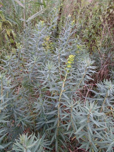 Euphorbia lucida, photographed by Grzegorz Grzejszczak