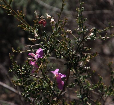 Podalyria microphylla, photographed by Tony Rebelo