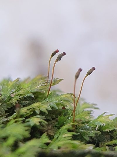 Fissidens incurvus, photographed by Jonathan Hughes