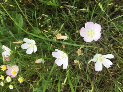 Callirhoe alcaeoides, photographed by Emily Geest
