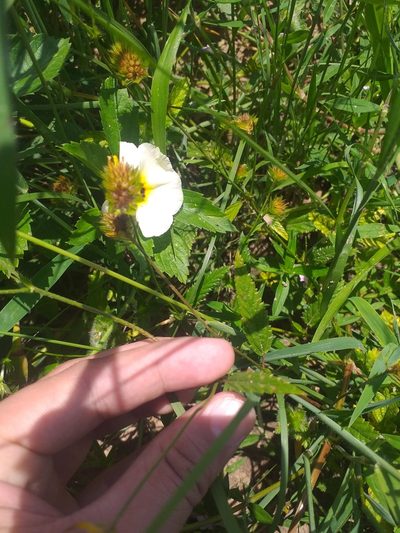 Waltheria operculata, photographed by Breno Figueiredo