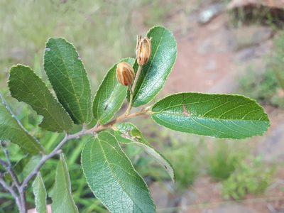 Grewia rogersii, photographed by Manuel R Popp