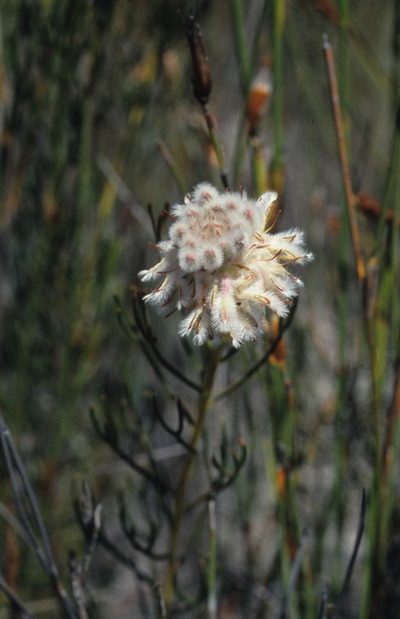 Serruria triternata, photographed by Tom Lloyd Evans